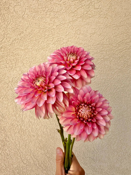 KA's® Mocha Jo dahlia tuber - Pedaling Petals