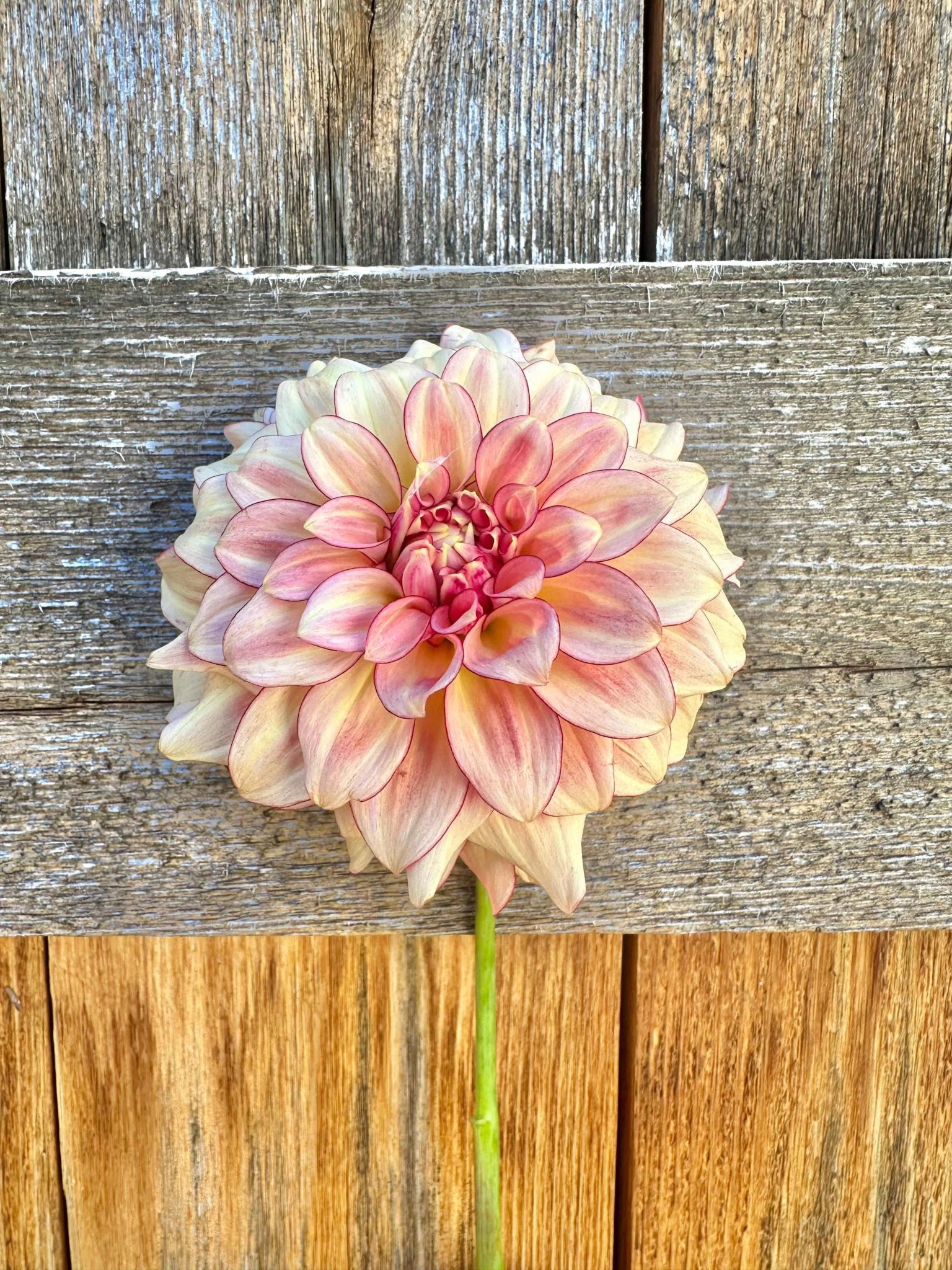 KA's® Mocha Katie dahlia tuber - Pedaling Petals