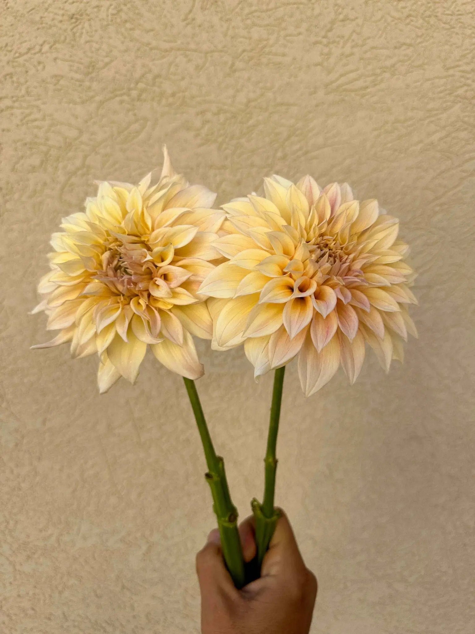KA's® Mocha Maya dahlia tuber - Pedaling Petals