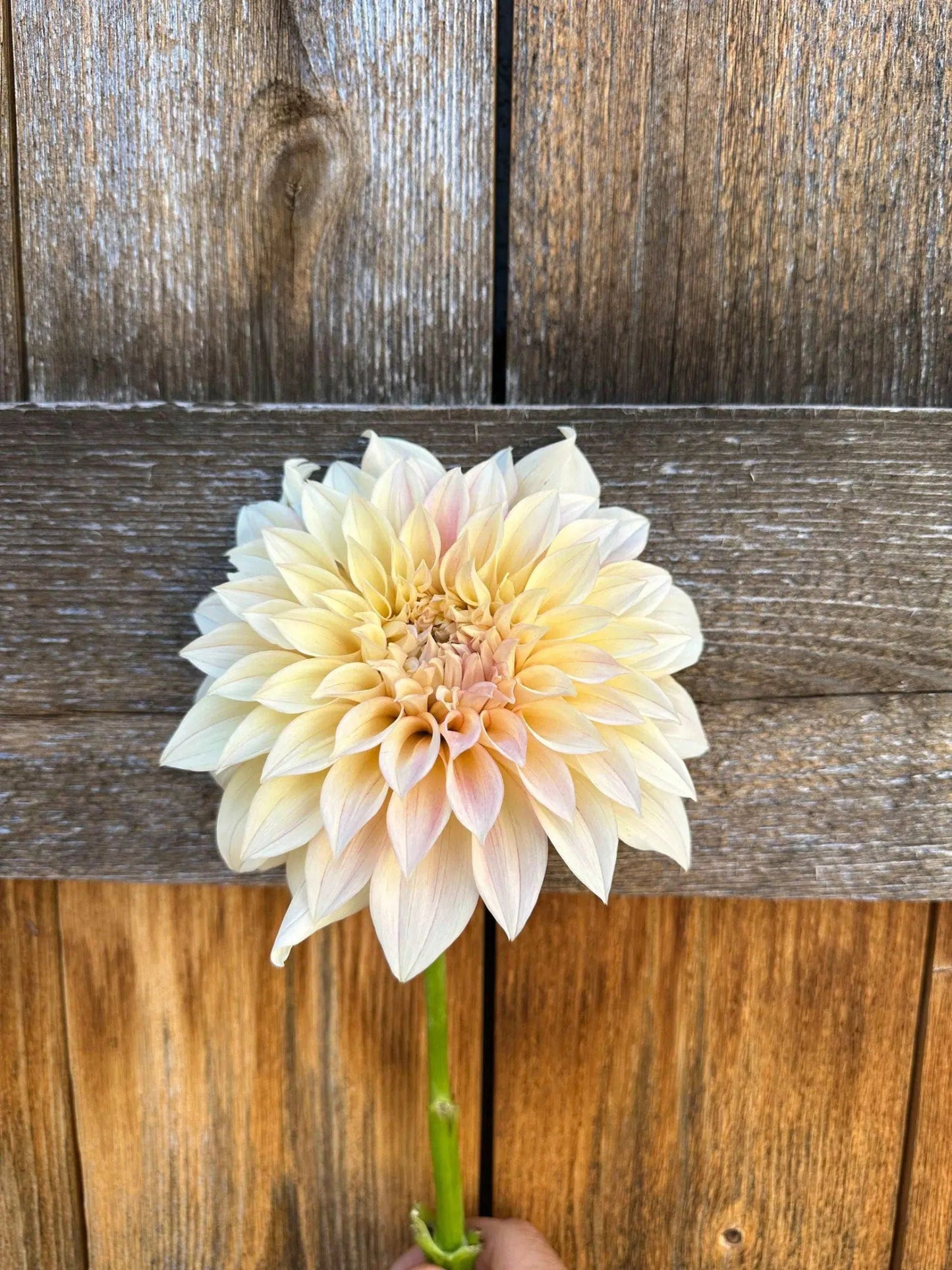 KA's® Mocha Maya dahlia tuber - Pedaling Petals