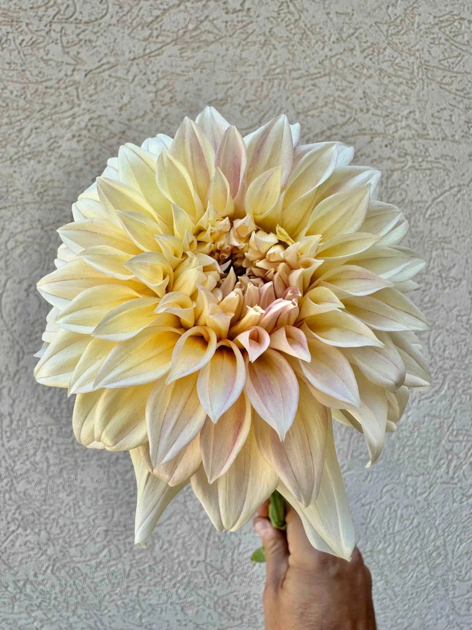 KA's® Mocha Maya dahlia tuber - Pedaling Petals