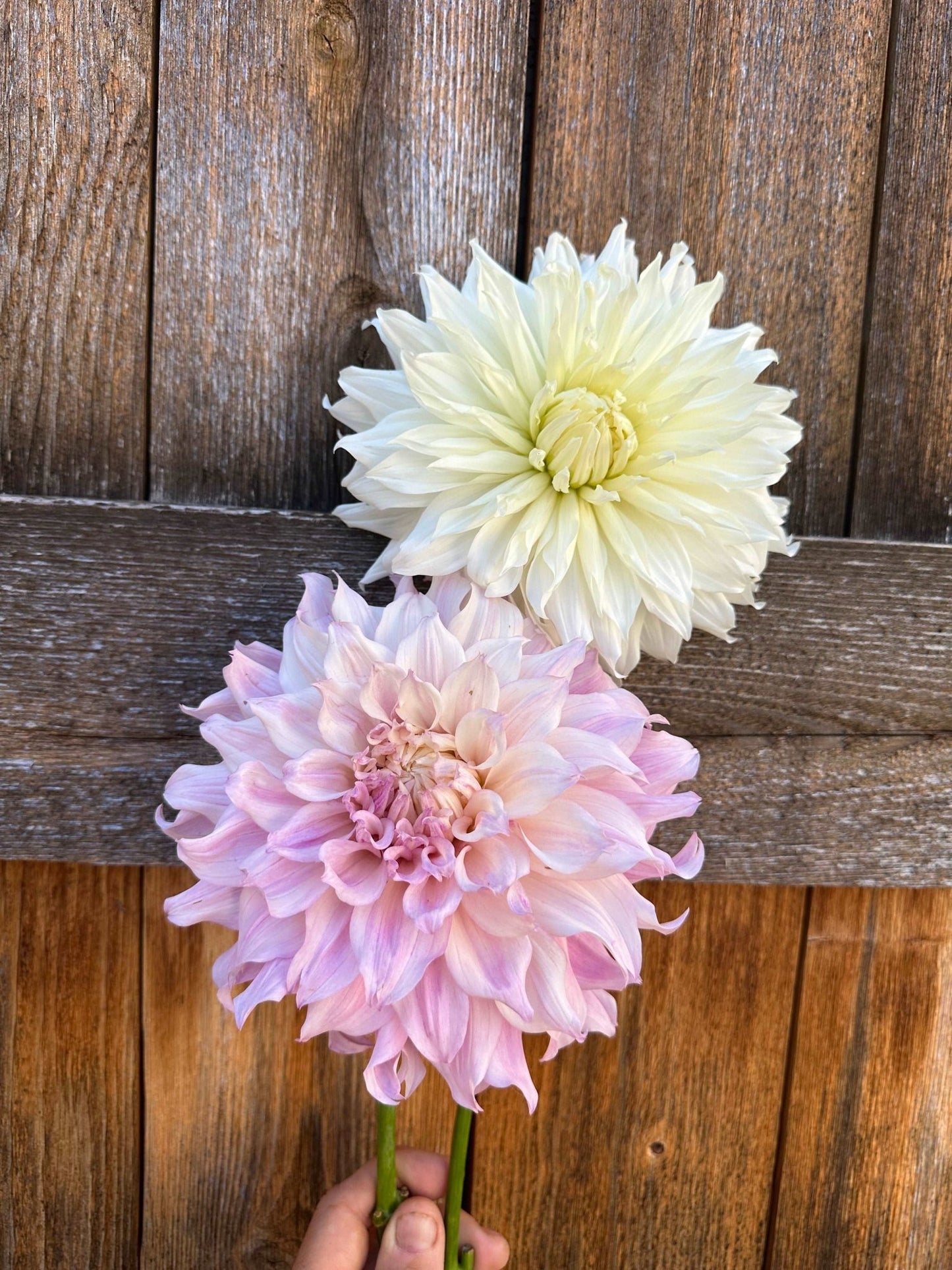 KA's® Papa John dahlia tuber - Pedaling Petals