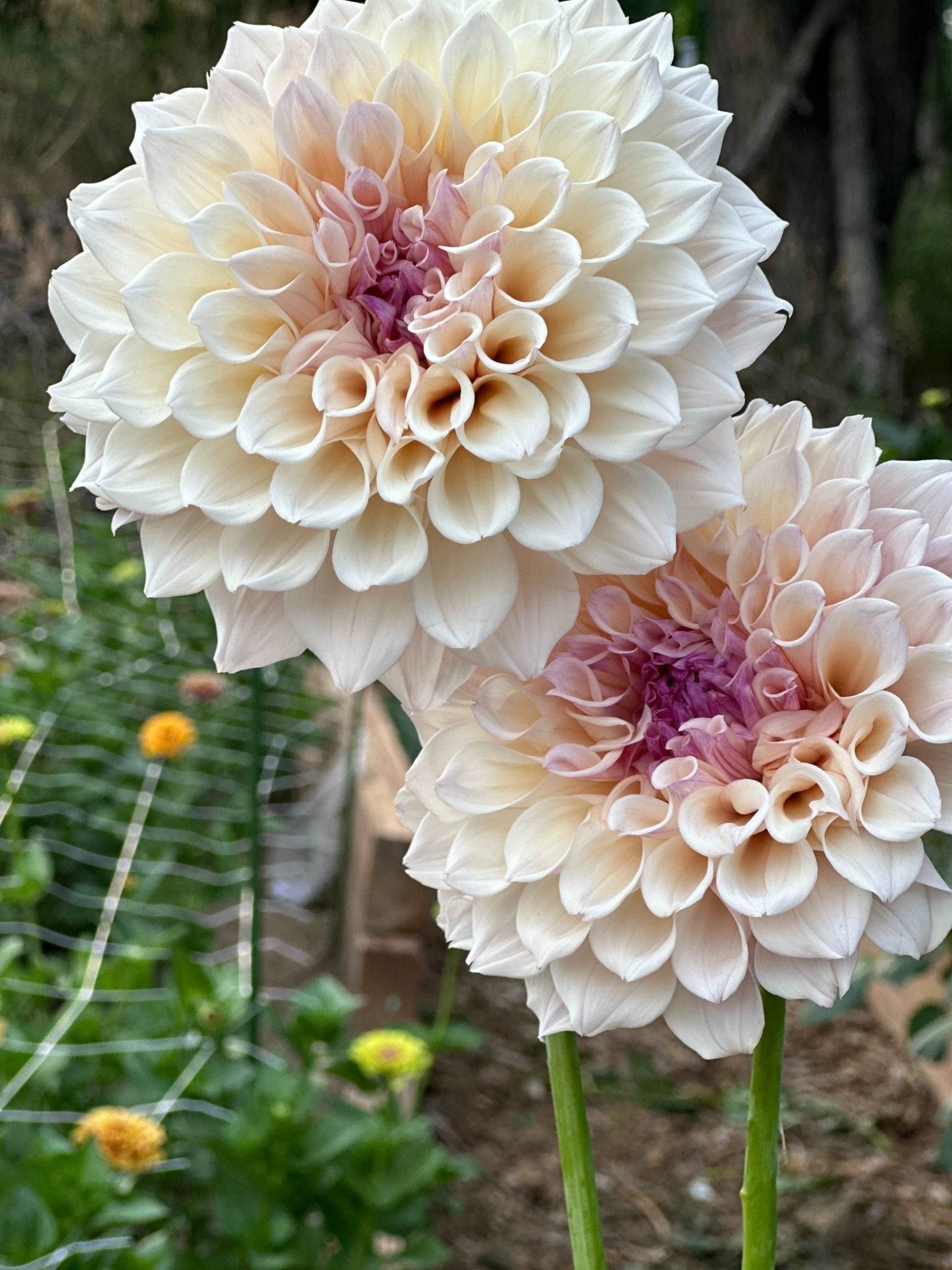 KA's® Pearl dahlia cutting - Pedaling Petals