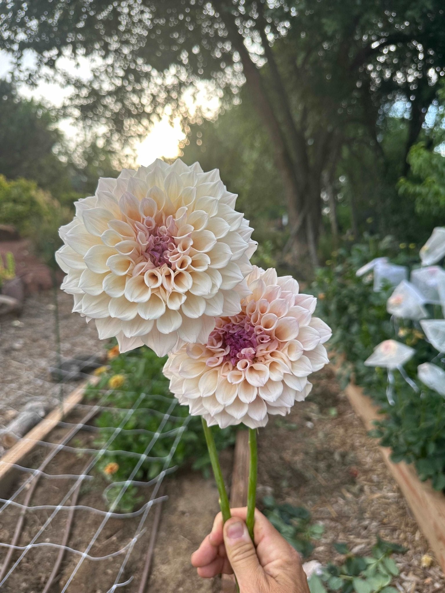 KA's® Pearl dahlia cutting - Pedaling Petals