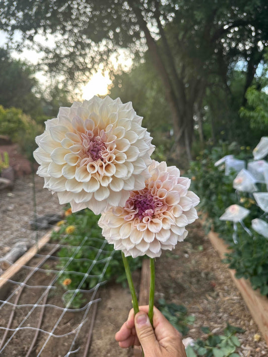 KA's® Pearl dahlia cutting - Pedaling Petals