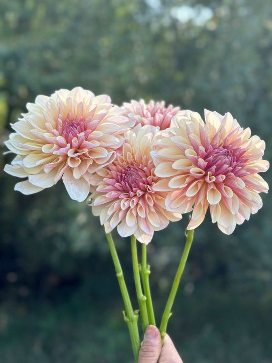 KA's® Penny Lane dahlia cutting - Pedaling Petals