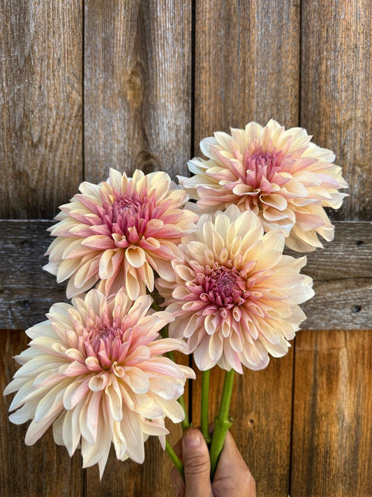 KA's® Penny Lane dahlia cutting - Pedaling Petals