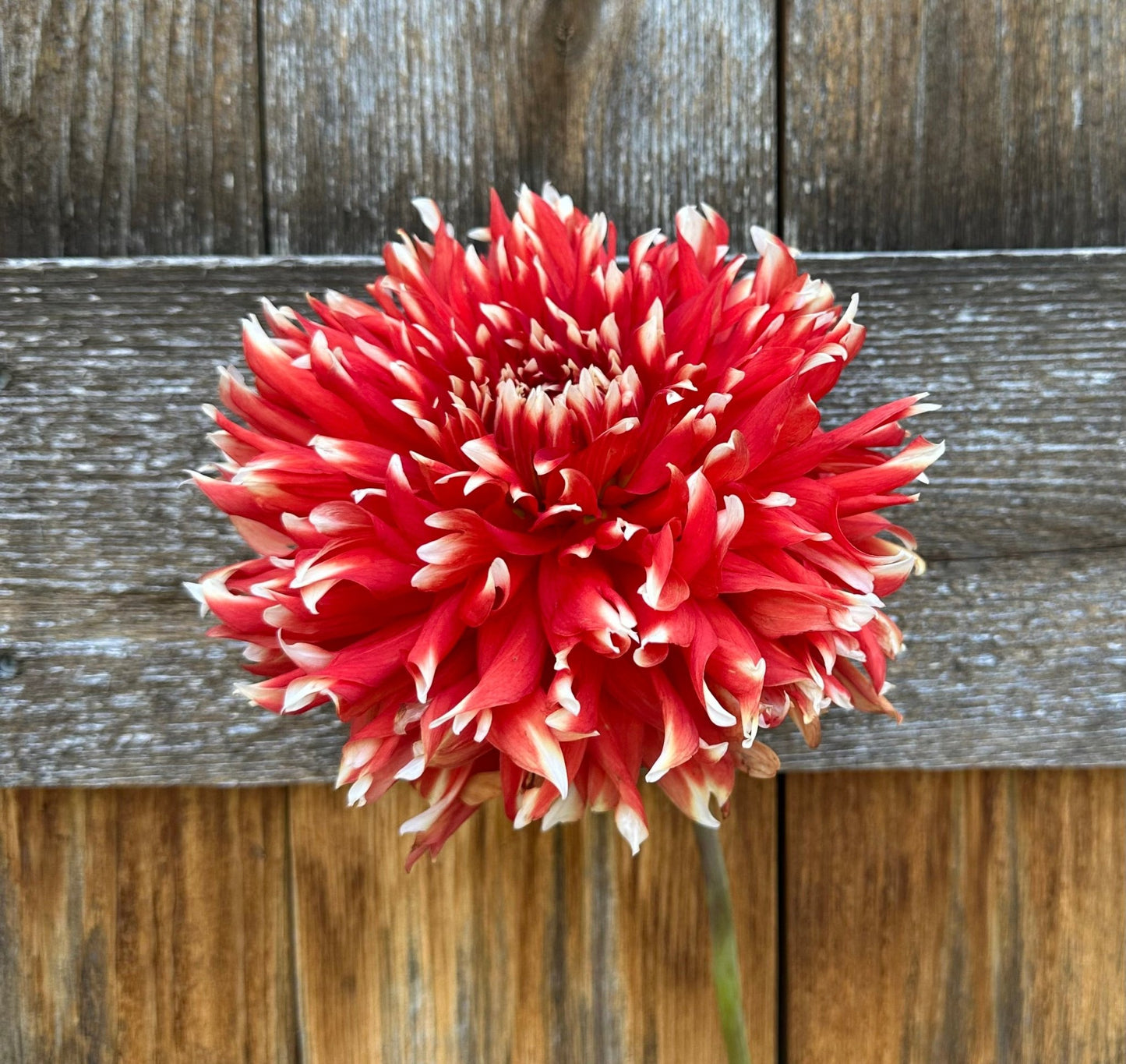 KA's® Peppercorn dahlia tuber - Pedaling Petals