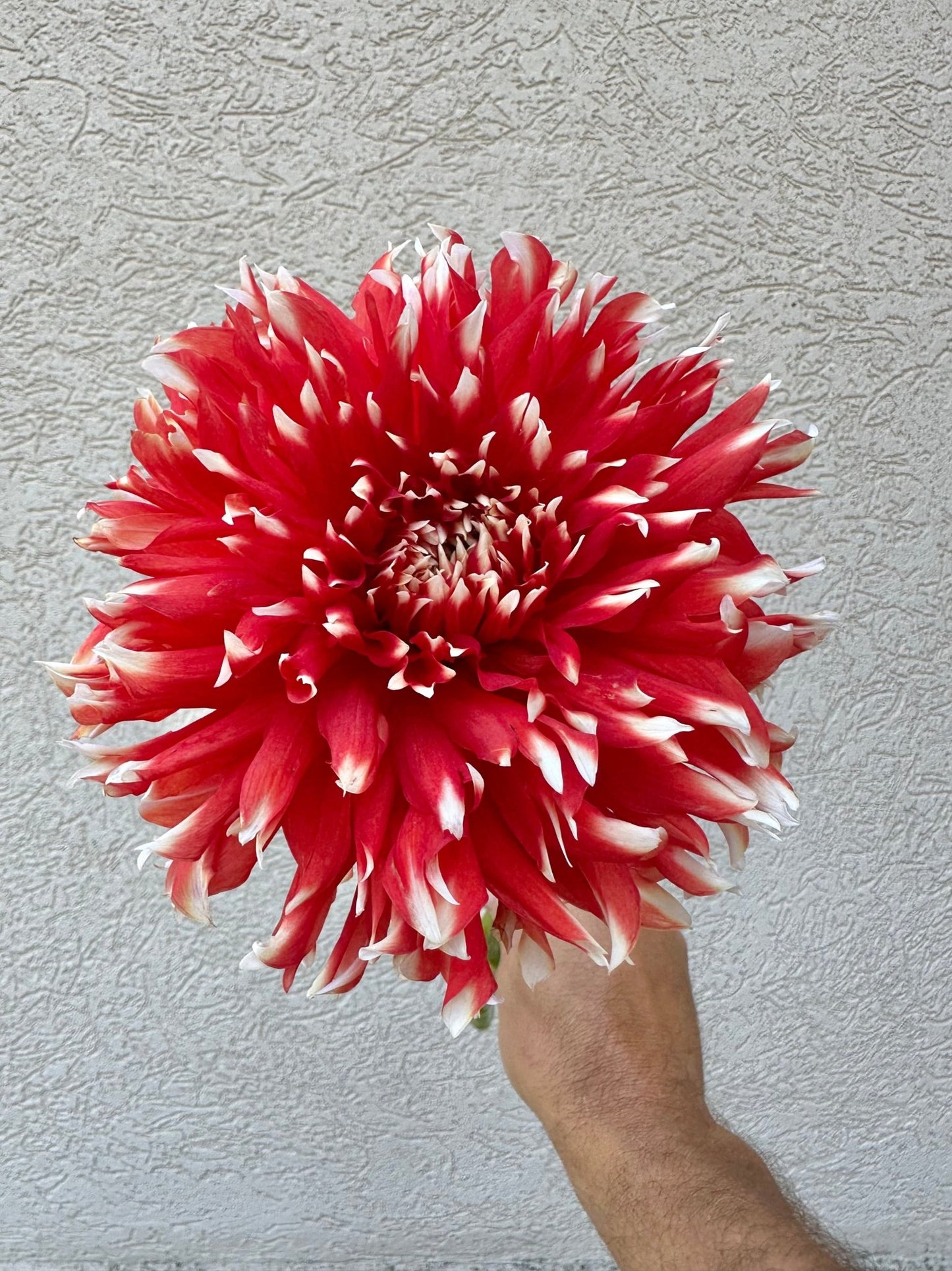 KA's® Peppercorn dahlia tuber - Pedaling Petals
