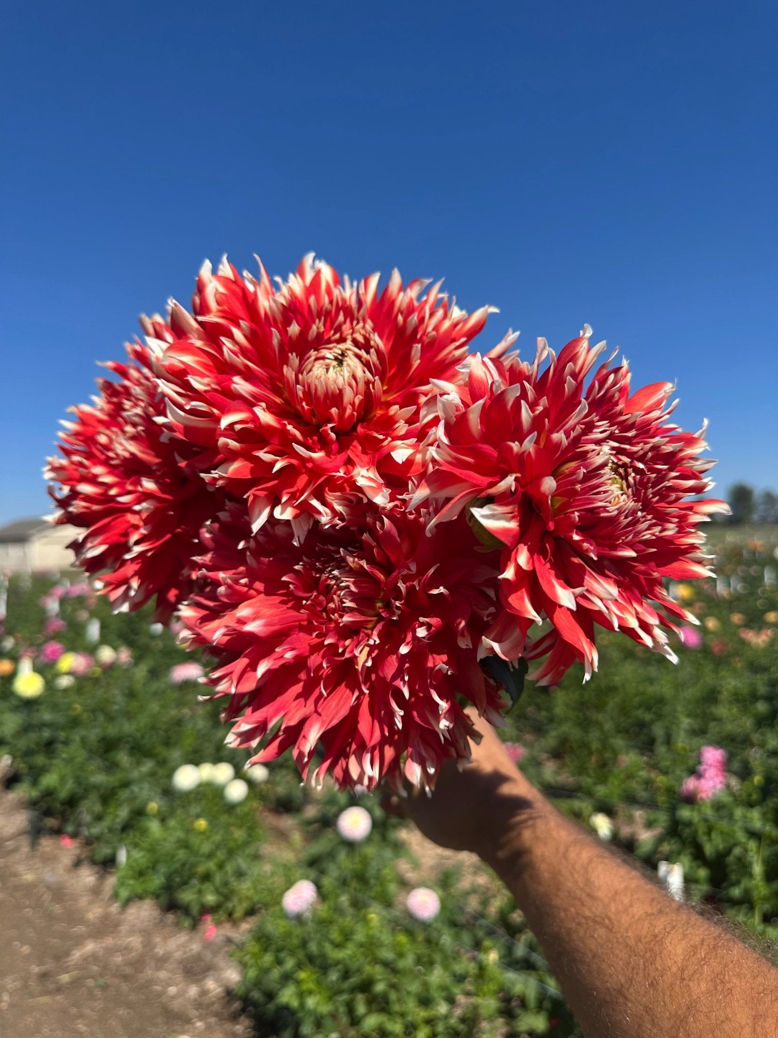 KA's® Peppercorn dahlia tuber - Pedaling Petals