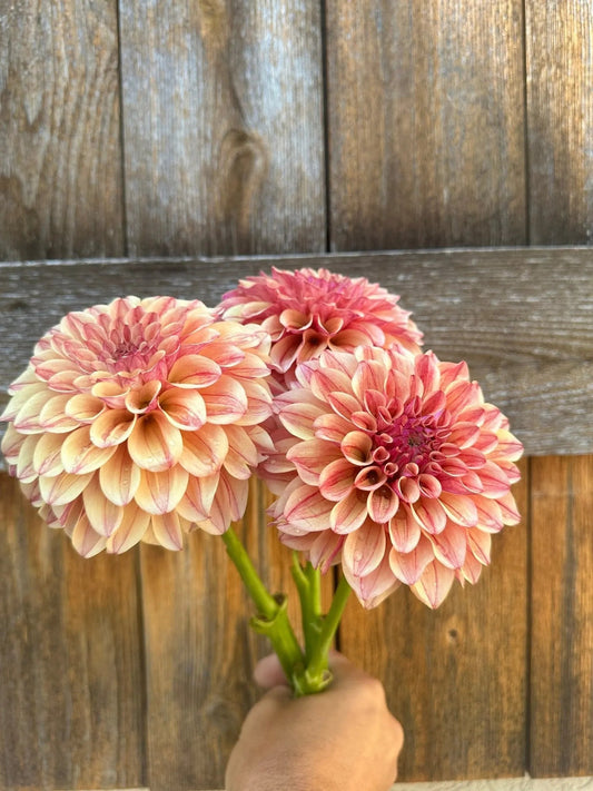 KA's® Rhubarb dahlia tuber - Pedaling Petals