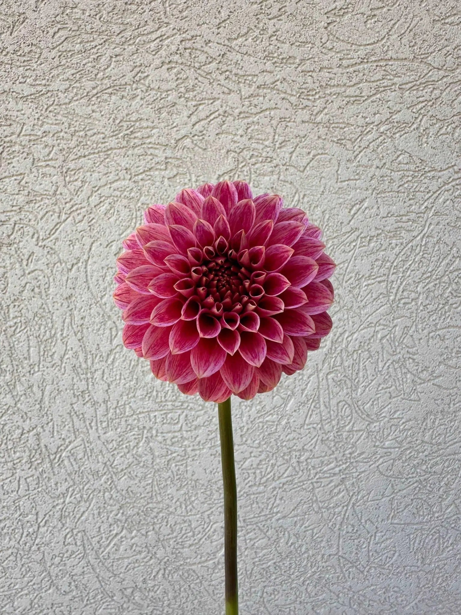 KA's® Rosie Jo dahlia tuber - Pedaling Petals