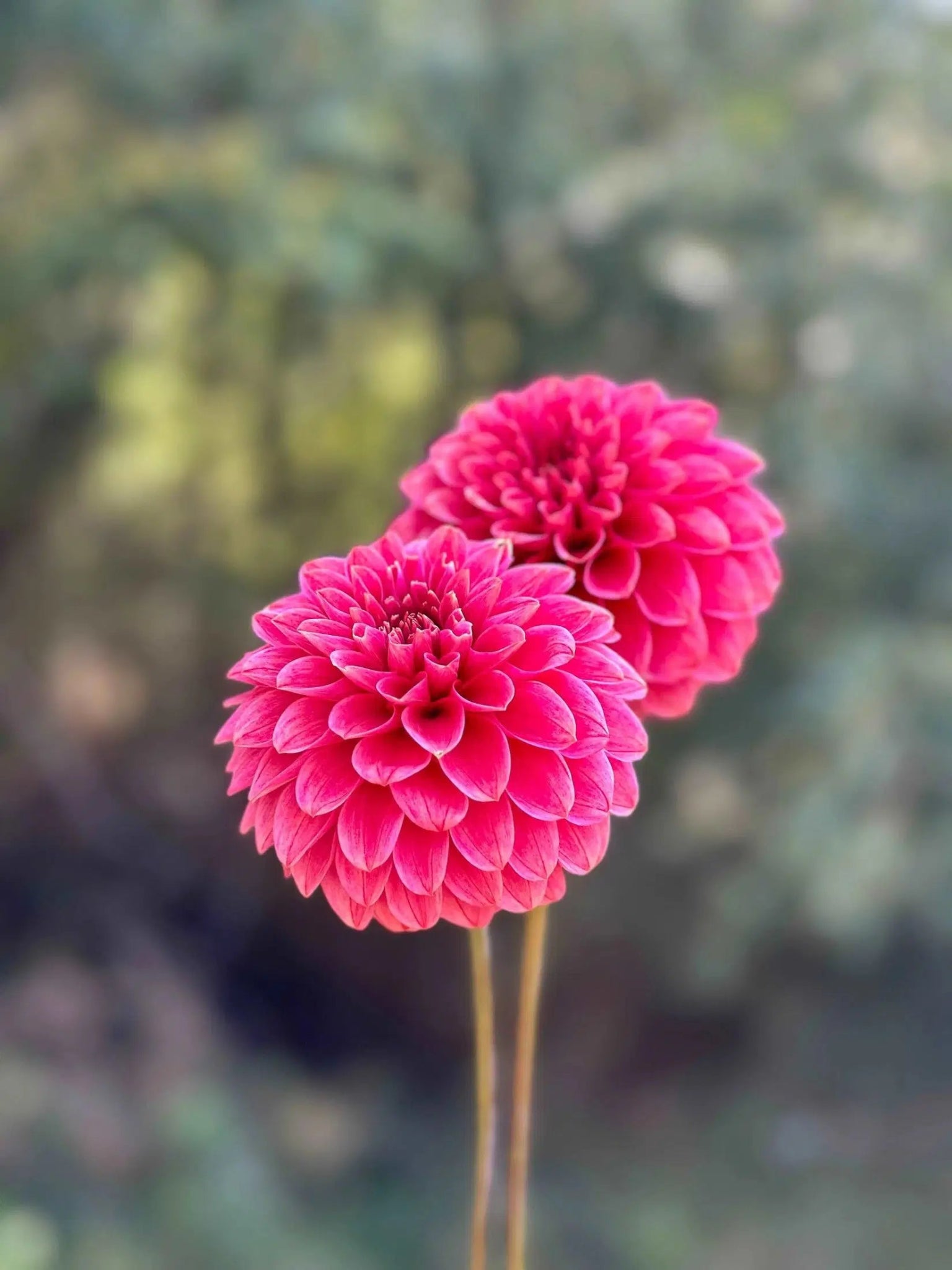 KA's® Rosie Jo dahlia tuber - Pedaling Petals