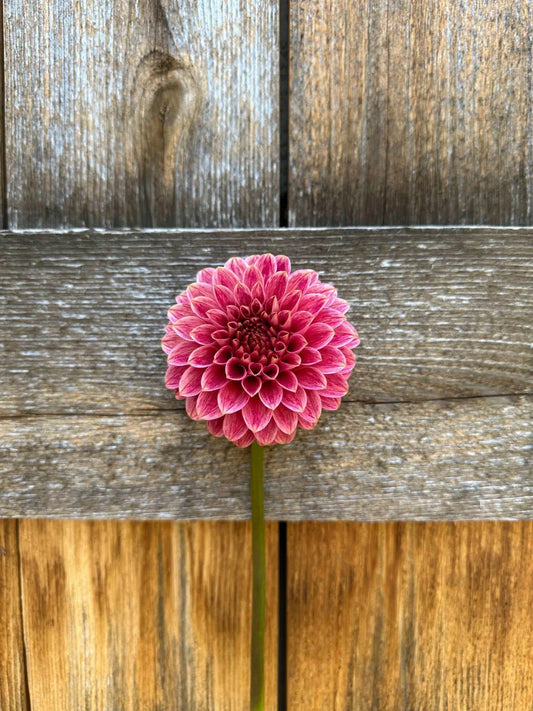 KA's® Rosie Jo dahlia tuber - Pedaling Petals