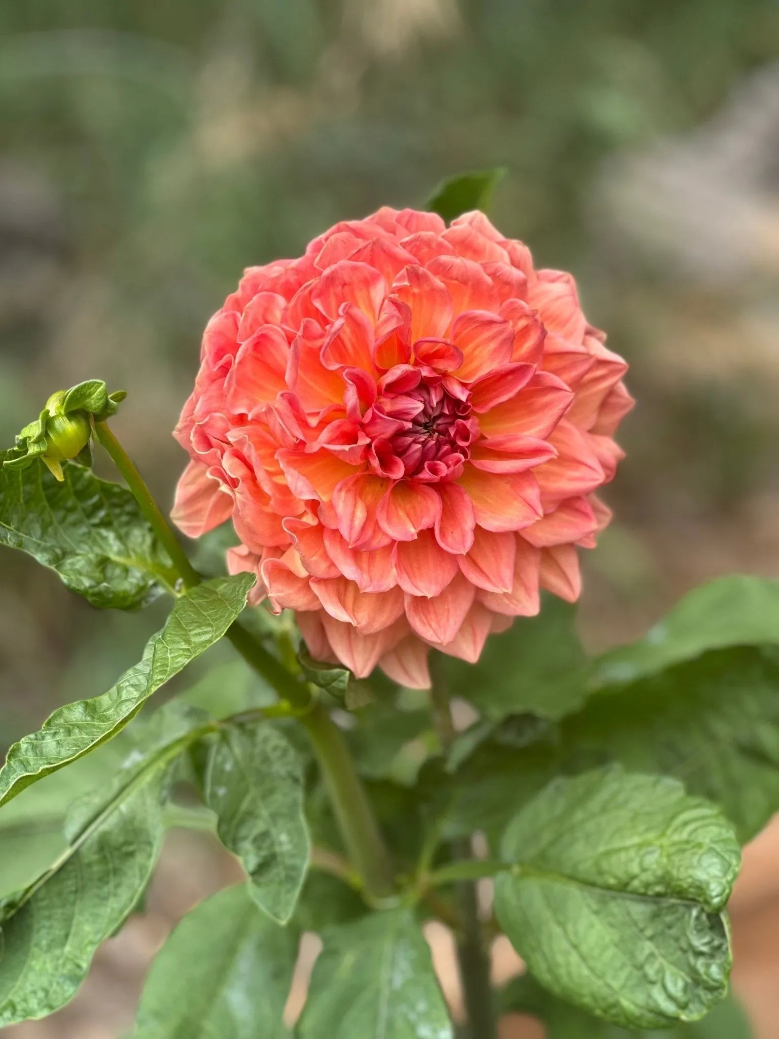 KA's® Sunny Cove dahlia tuber - Pedaling Petals