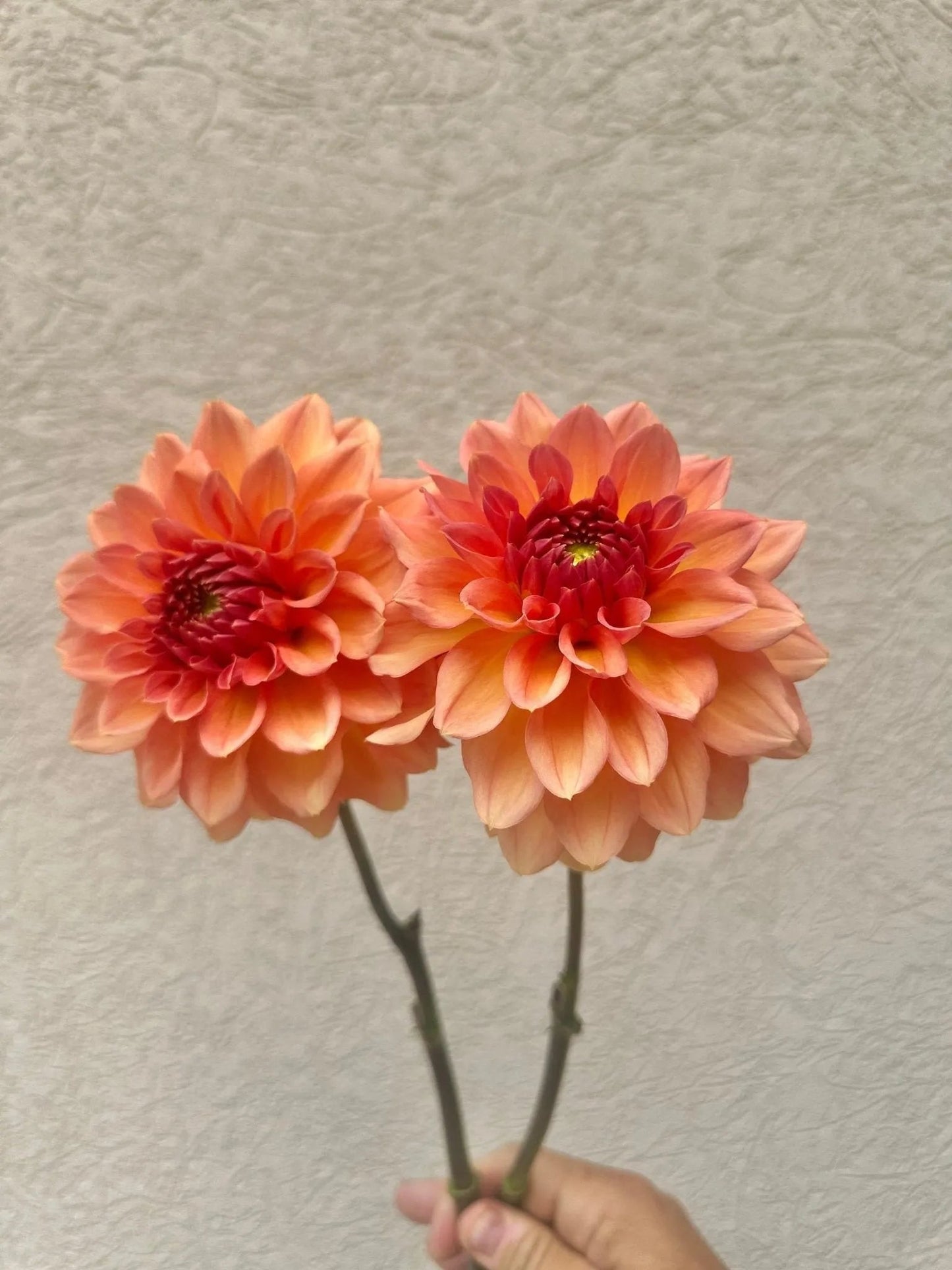 KA's® Sunny Cove dahlia tuber - Pedaling Petals