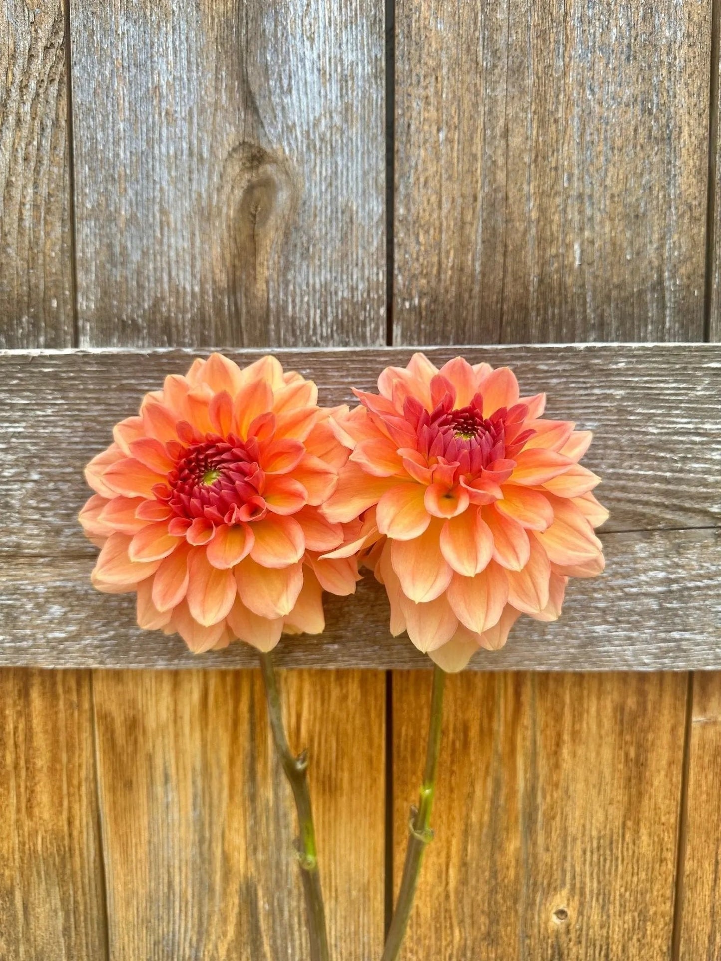 KA's® Sunny Cove dahlia tuber - Pedaling Petals