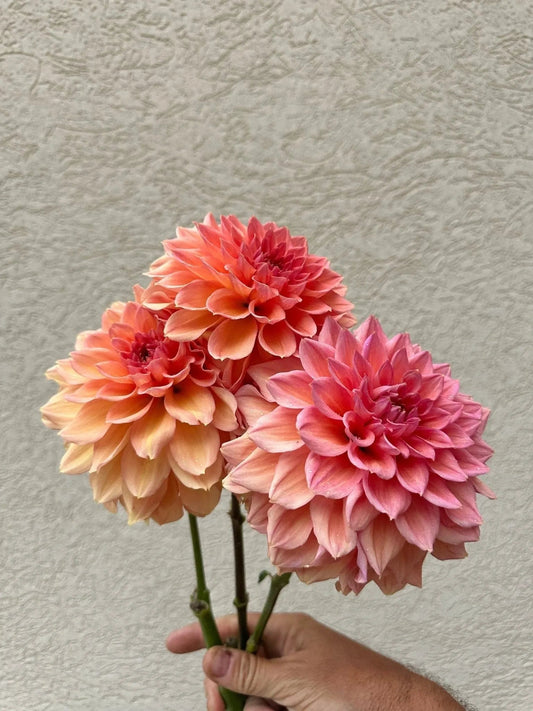 KA's® Sunny Cove dahlia tuber - Pedaling Petals