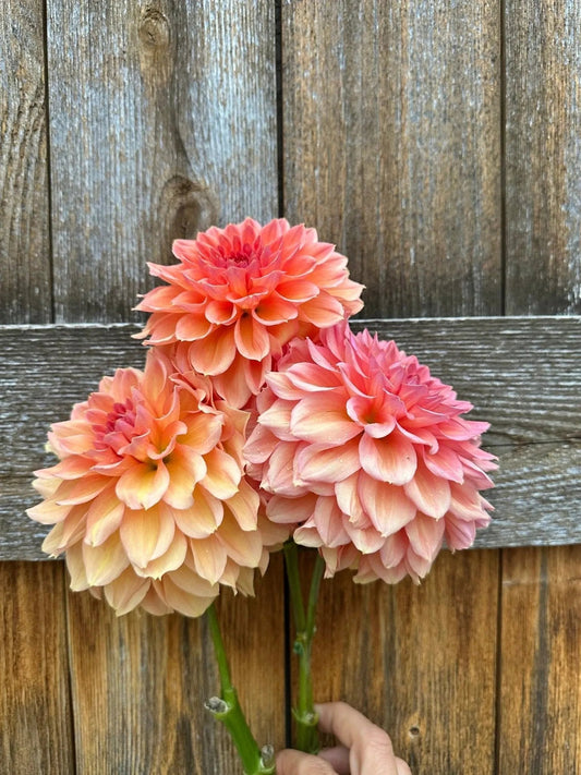 KA's® Sunny Cove dahlia tuber - Pedaling Petals