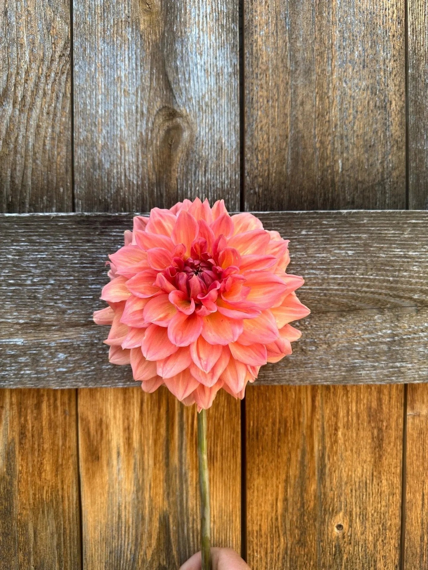 KA's® Sunny Cove dahlia tuber - Pedaling Petals