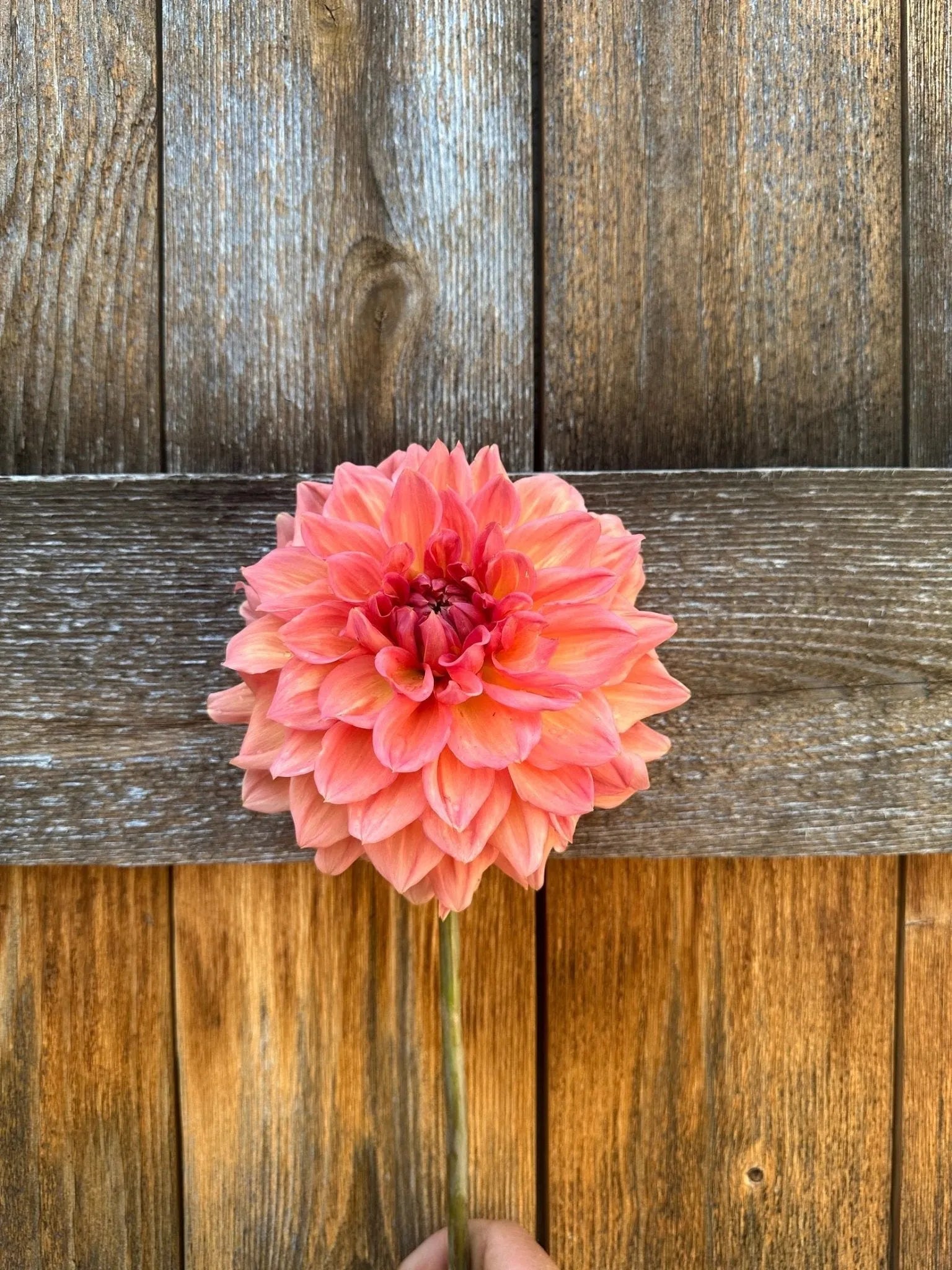 KA's® Sunny Cove dahlia tuber - Pedaling Petals