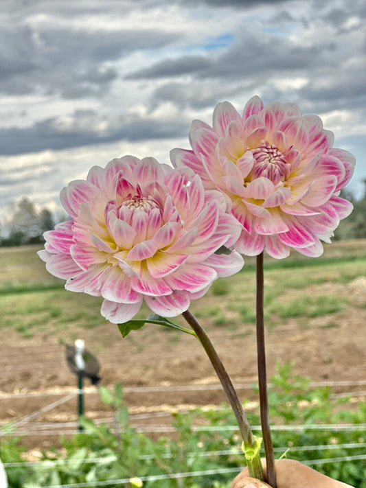 Kelgai Ann dahlia tuber - Pedaling Petals