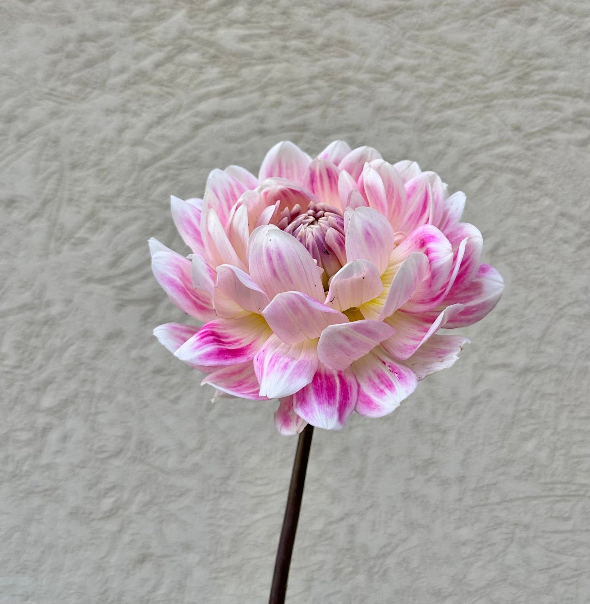 Kelgai Ann dahlia tuber - Pedaling Petals