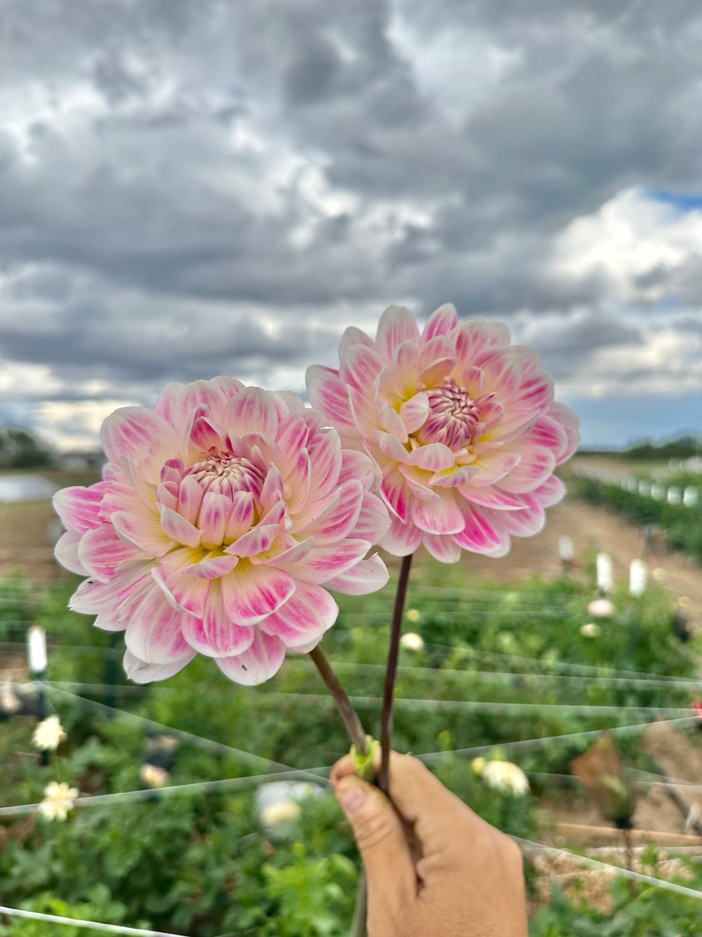 Kelgai Ann dahlia tuber - Pedaling Petals
