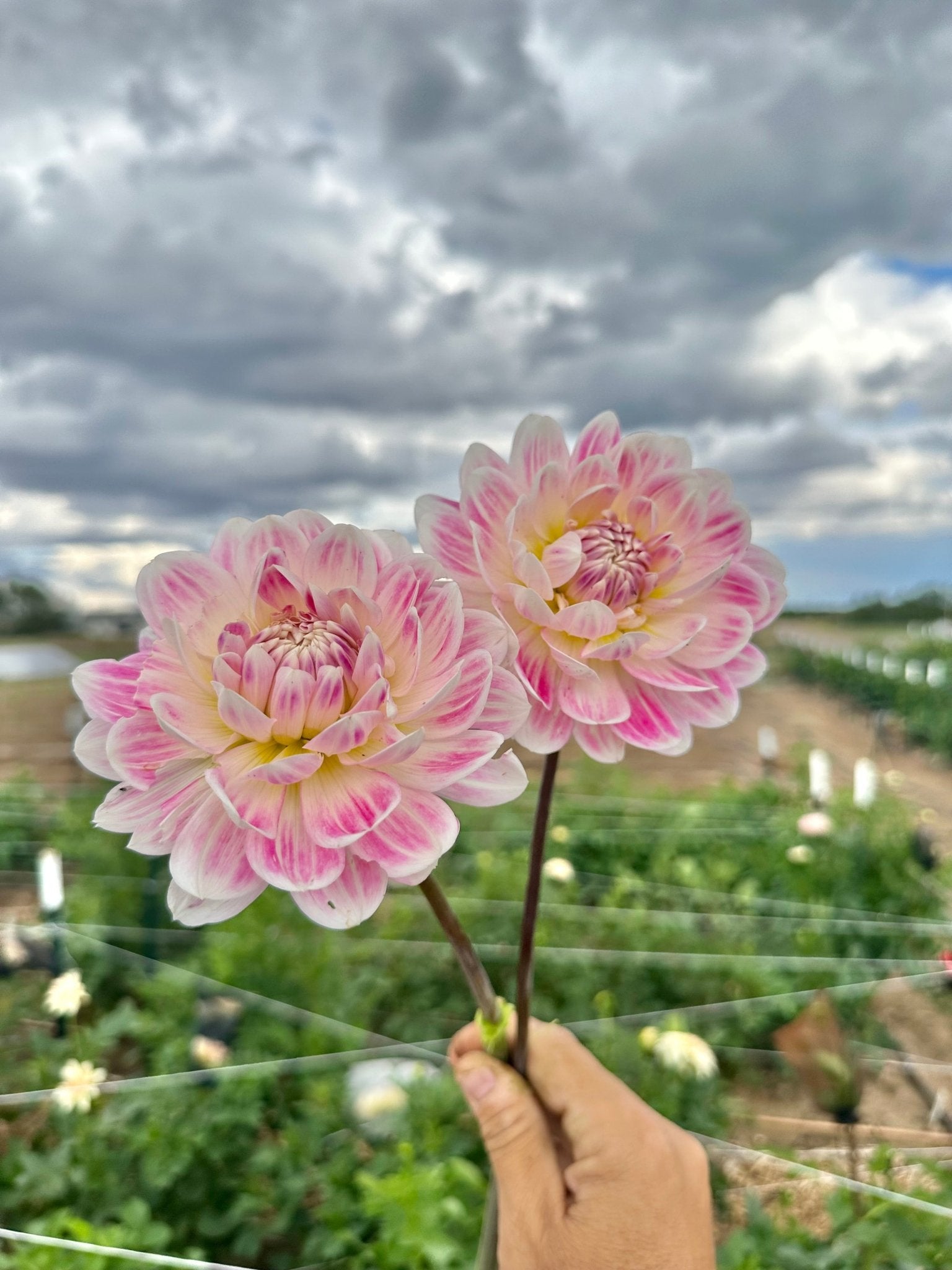 Kelgai Ann dahlia tuber - Pedaling Petals