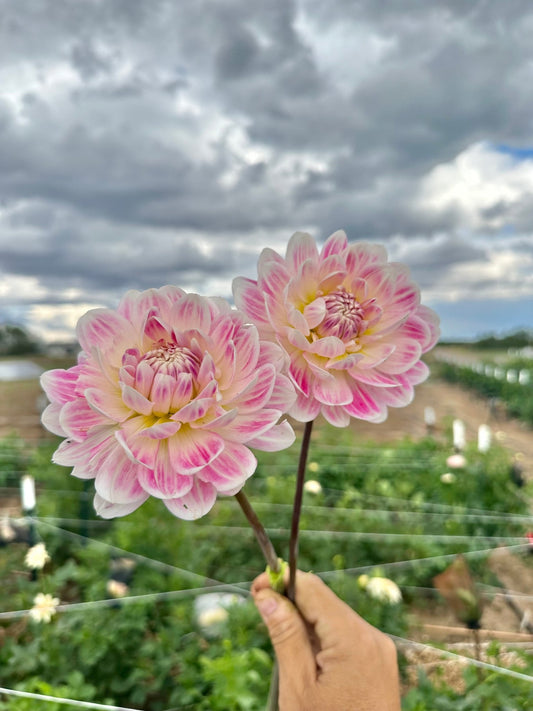 Kelgai Ann dahlia tuber - Pedaling Petals