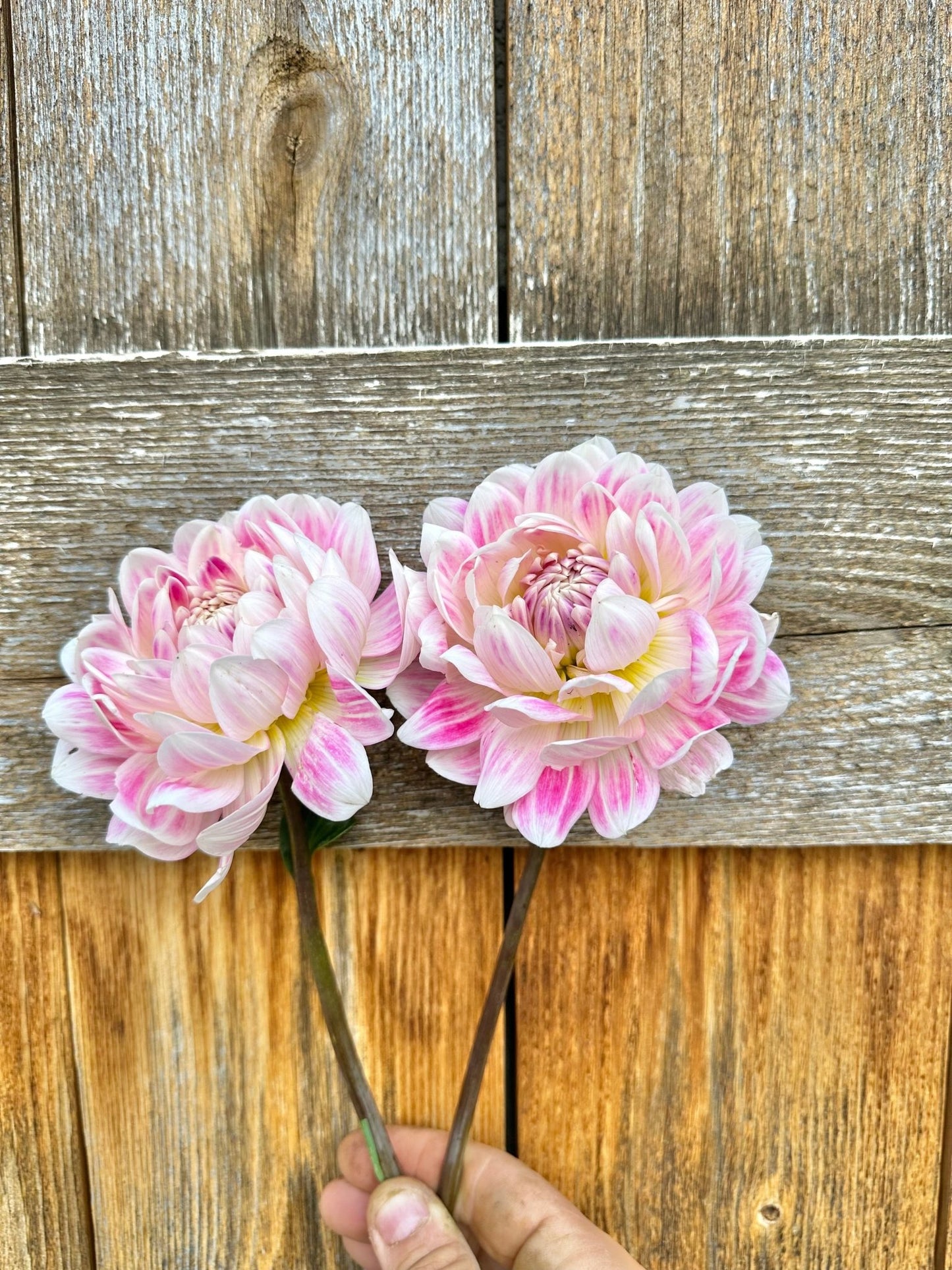 Kelgai Ann dahlia tuber - Pedaling Petals