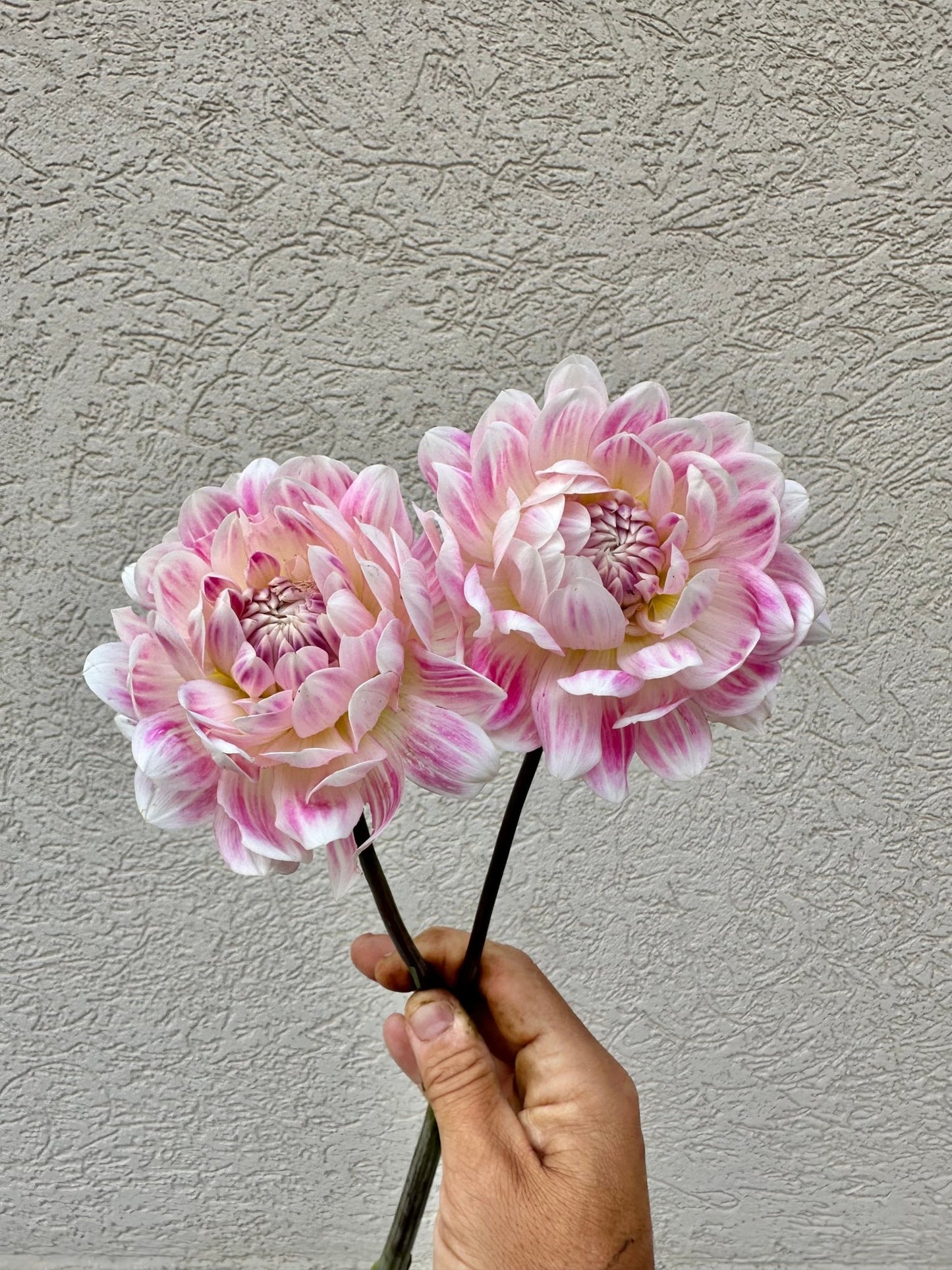 Kelgai Ann dahlia tuber - Pedaling Petals