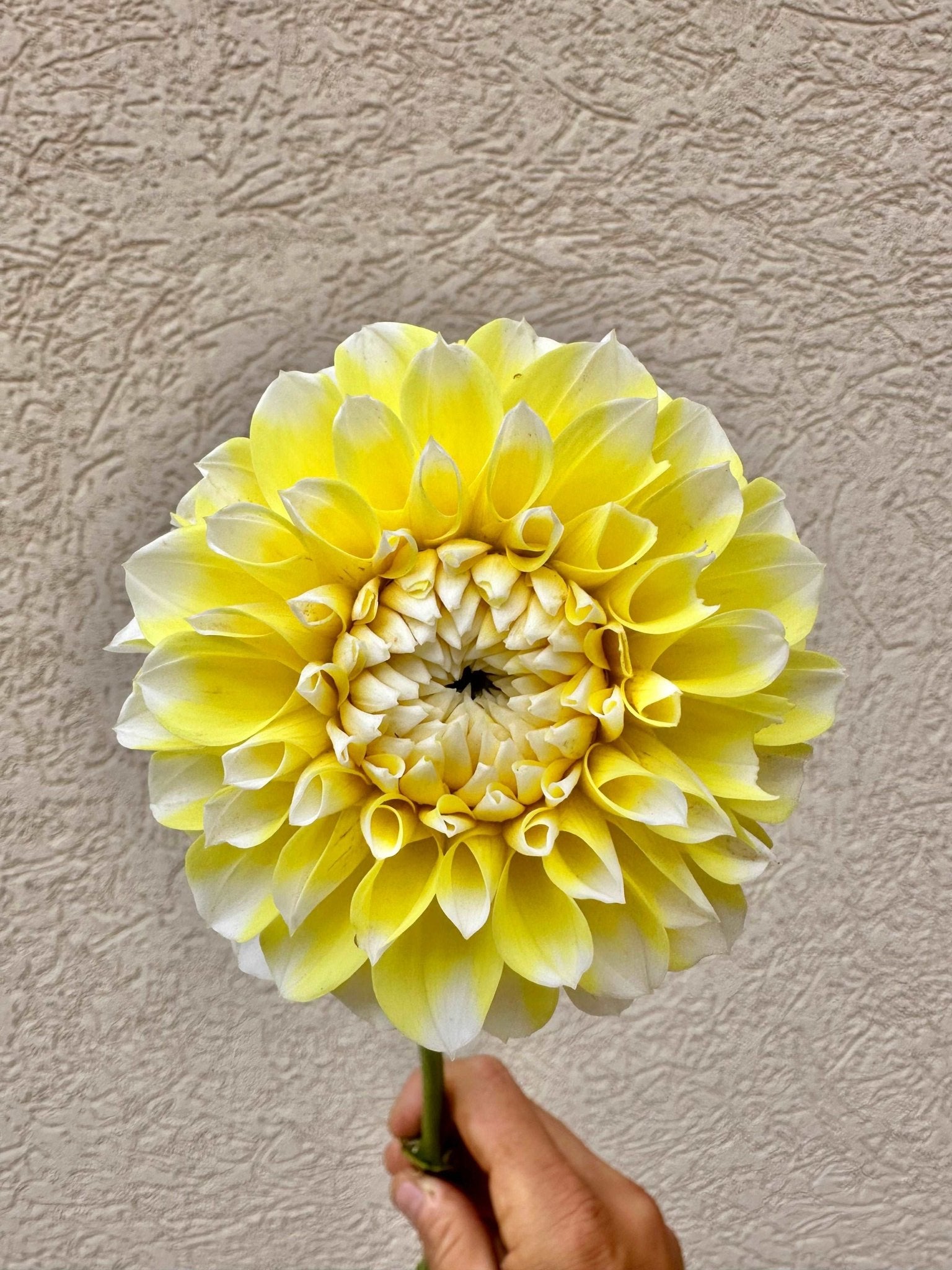 Korb Yellow Hy - light Dahlia tuber - Pedaling Petals