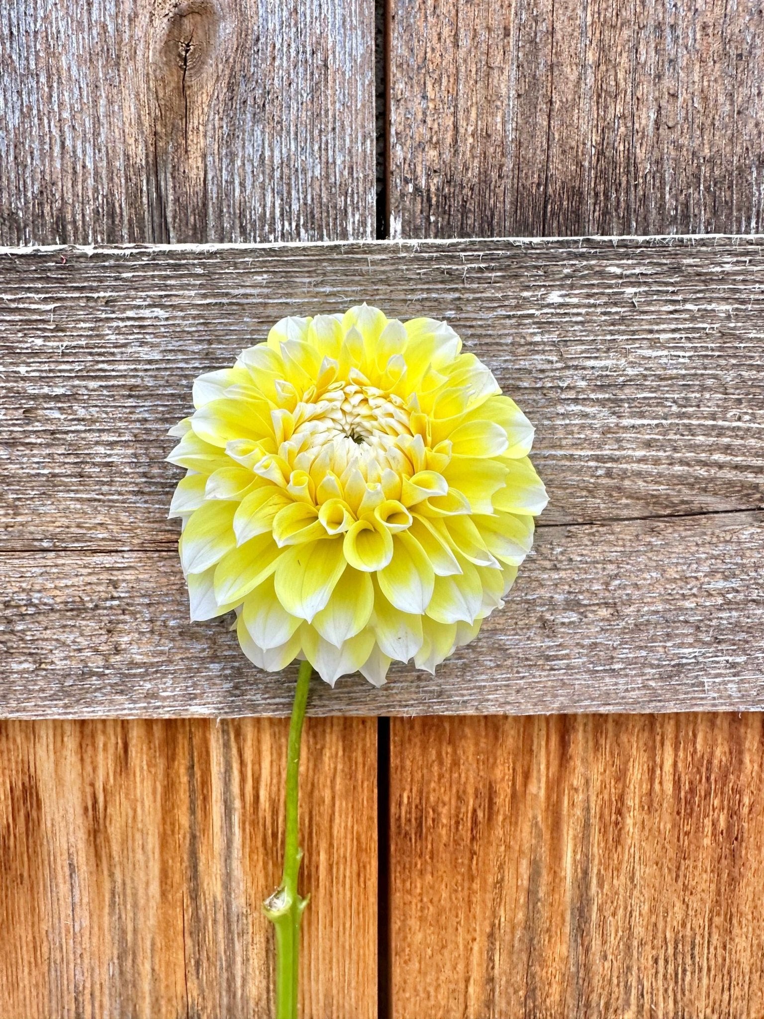 Korb Yellow Hy - light Dahlia tuber - Pedaling Petals