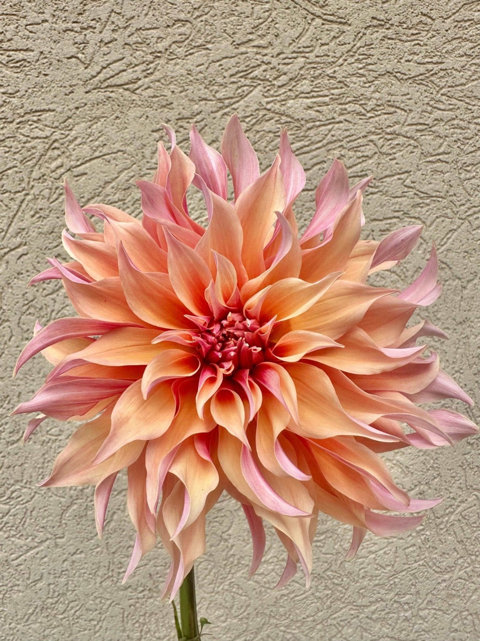 Labyrinth dahlia tuber - Pedaling Petals