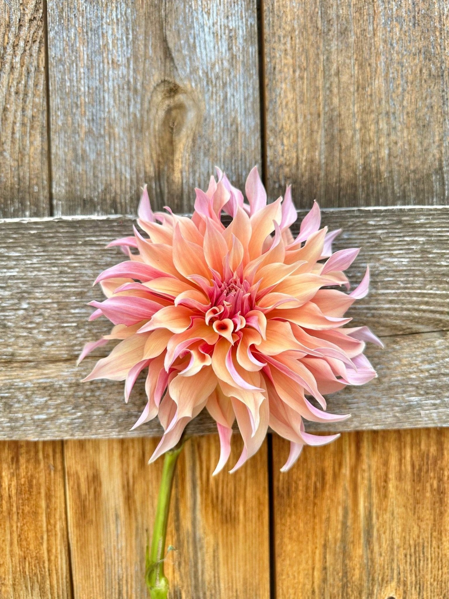 Labyrinth dahlia tuber - Pedaling Petals