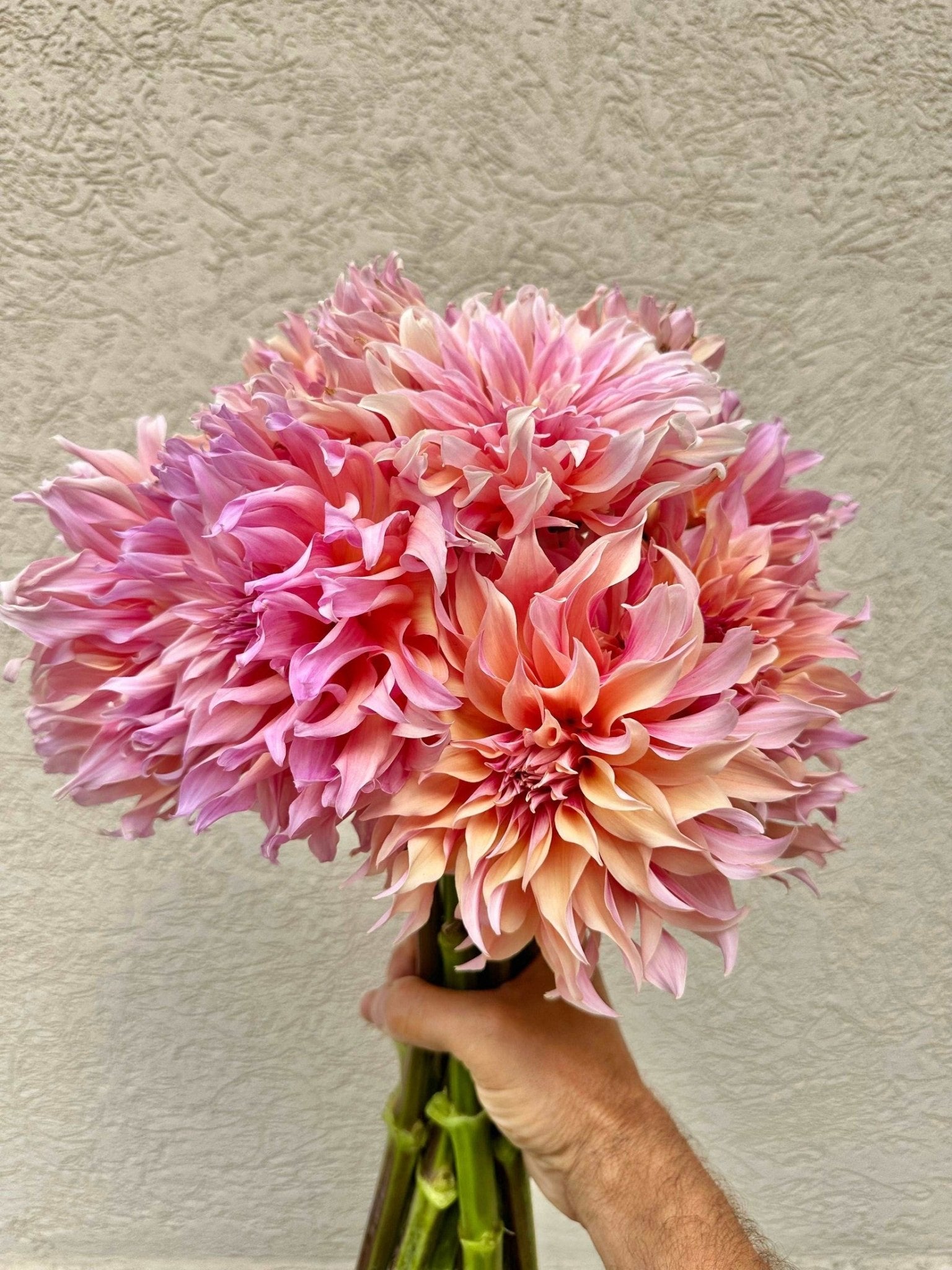 Labyrinth dahlia tuber - Pedaling Petals