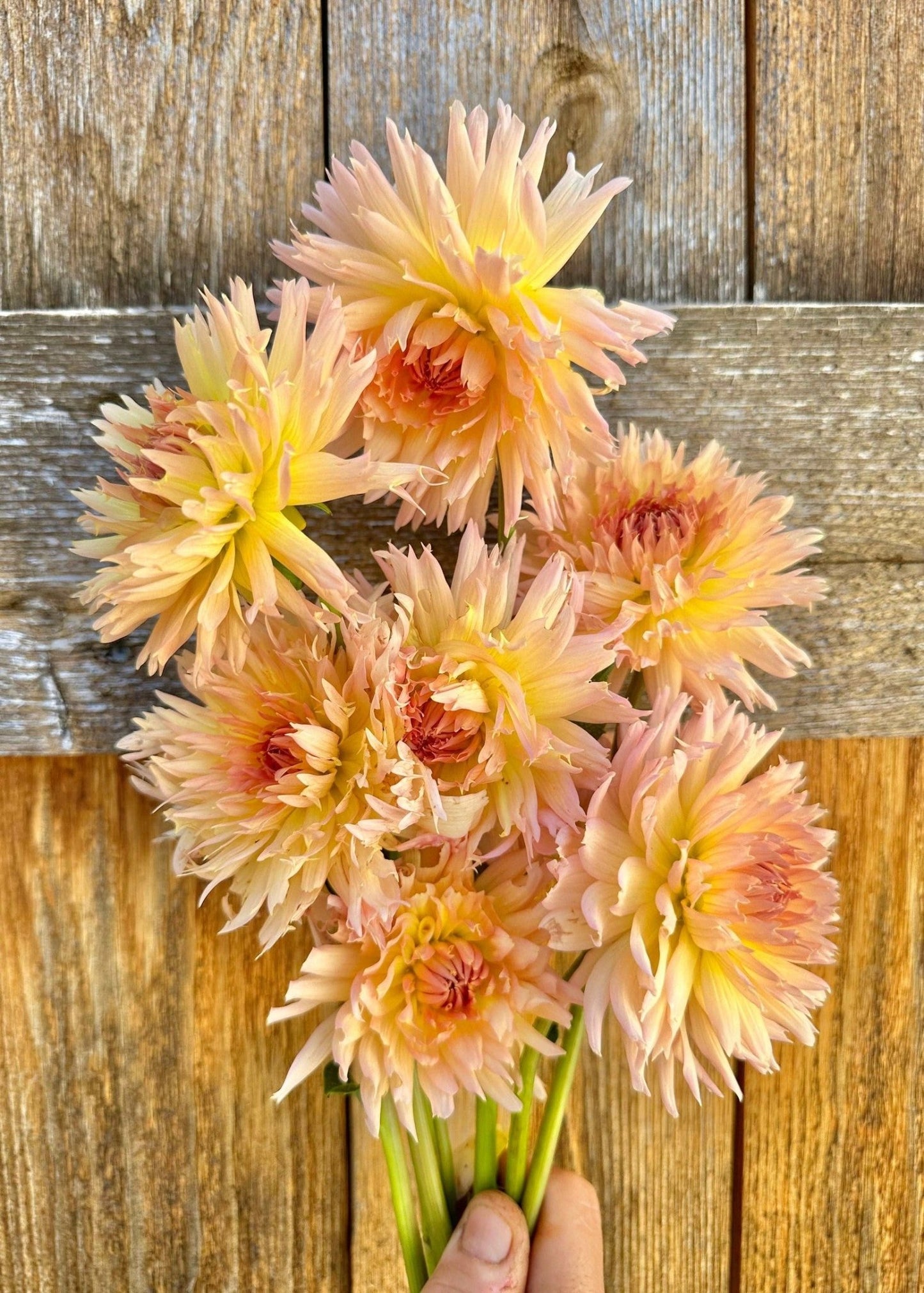 Lakeview Peach Fuzz dahlia tuber - Pedaling Petals