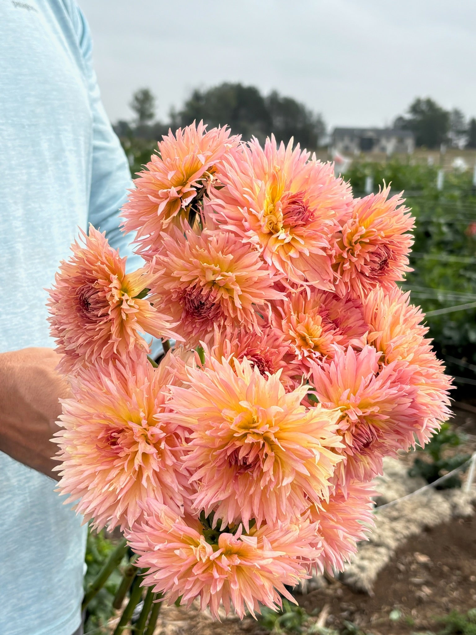 Lakeview Peach Fuzz dahlia tubers for sale - Pedaling Petals