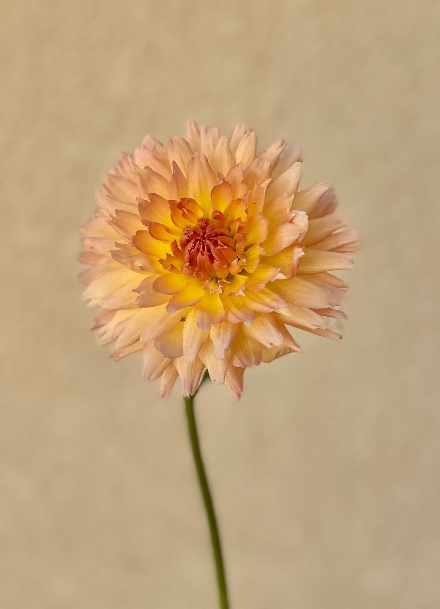 Lakeview Peach Fuzz dahlia tuber - Pedaling Petals