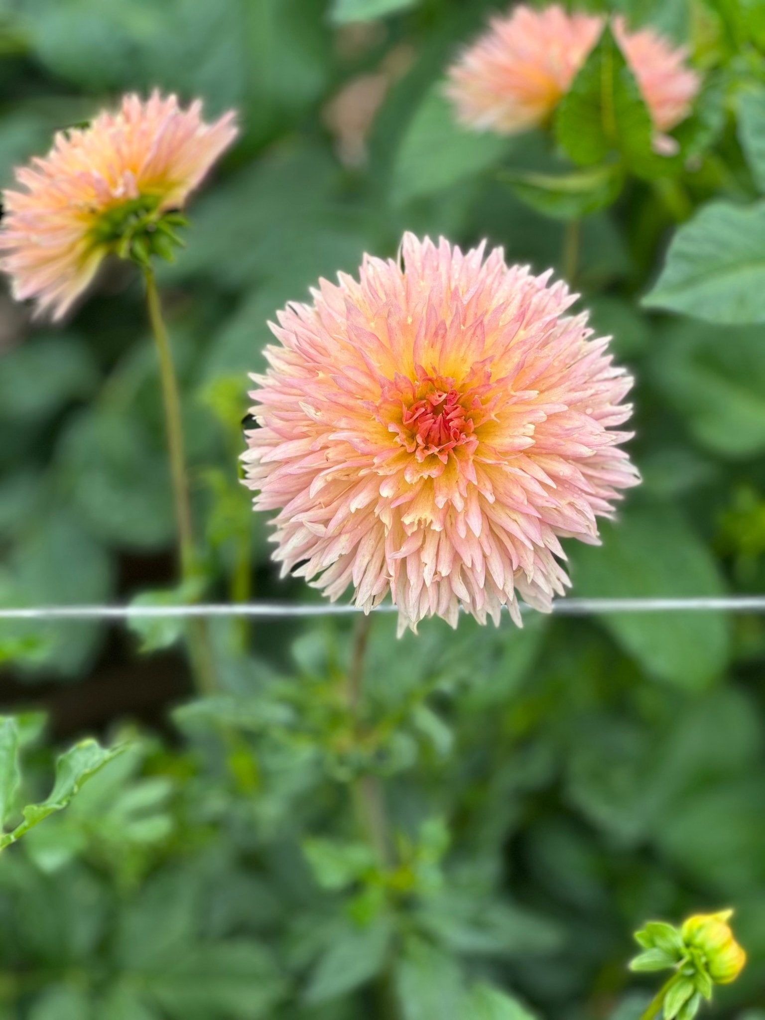 Lakeview Peach Fuzz dahlia tubers for sale - Pedaling Petals