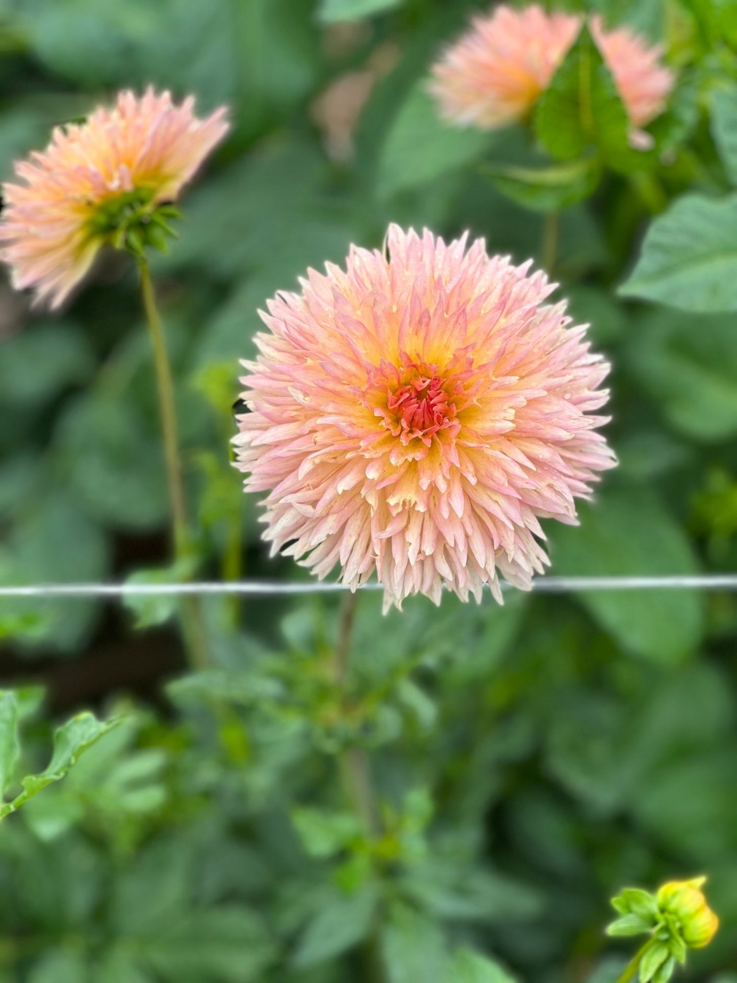 Lakeview Peach Fuzz dahlia tuber - Pedaling Petals