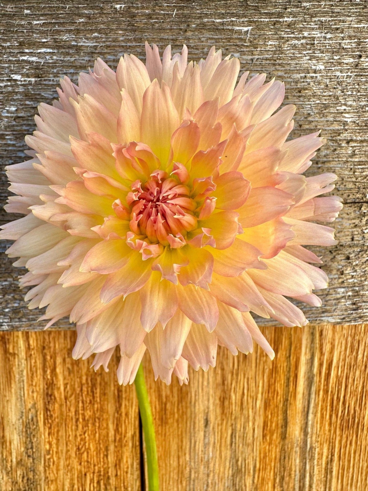 Lakeview Peach Fuzz dahlia tuber - Pedaling Petals