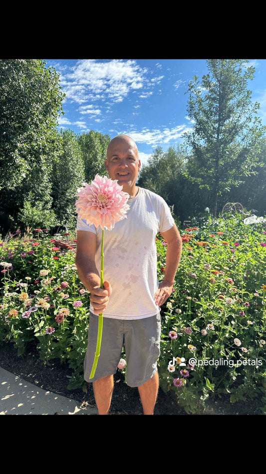 Large dahlia flower - Pedaling Petals