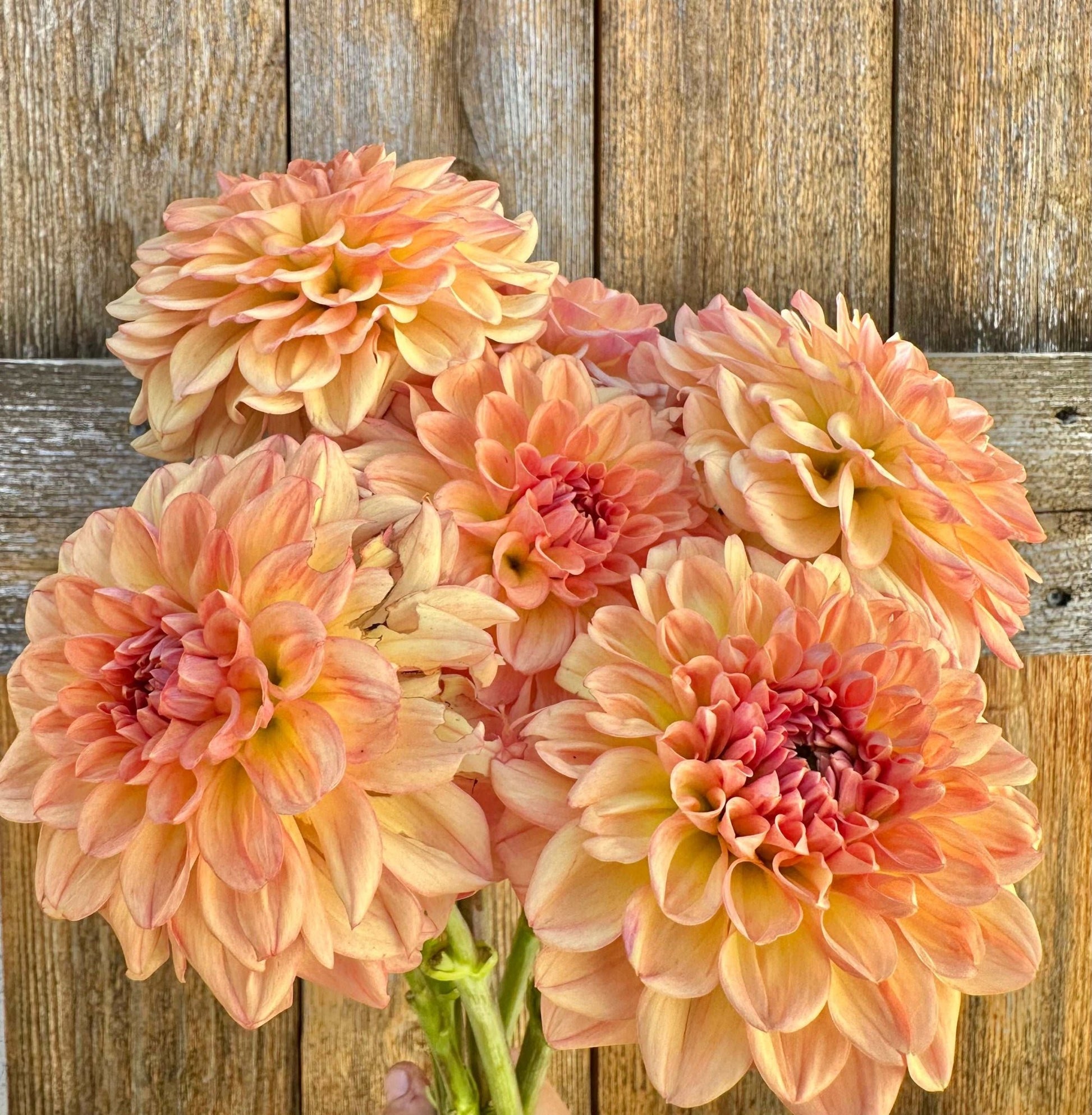 Lark's Ebbe dahlia tuber - Pedaling Petals