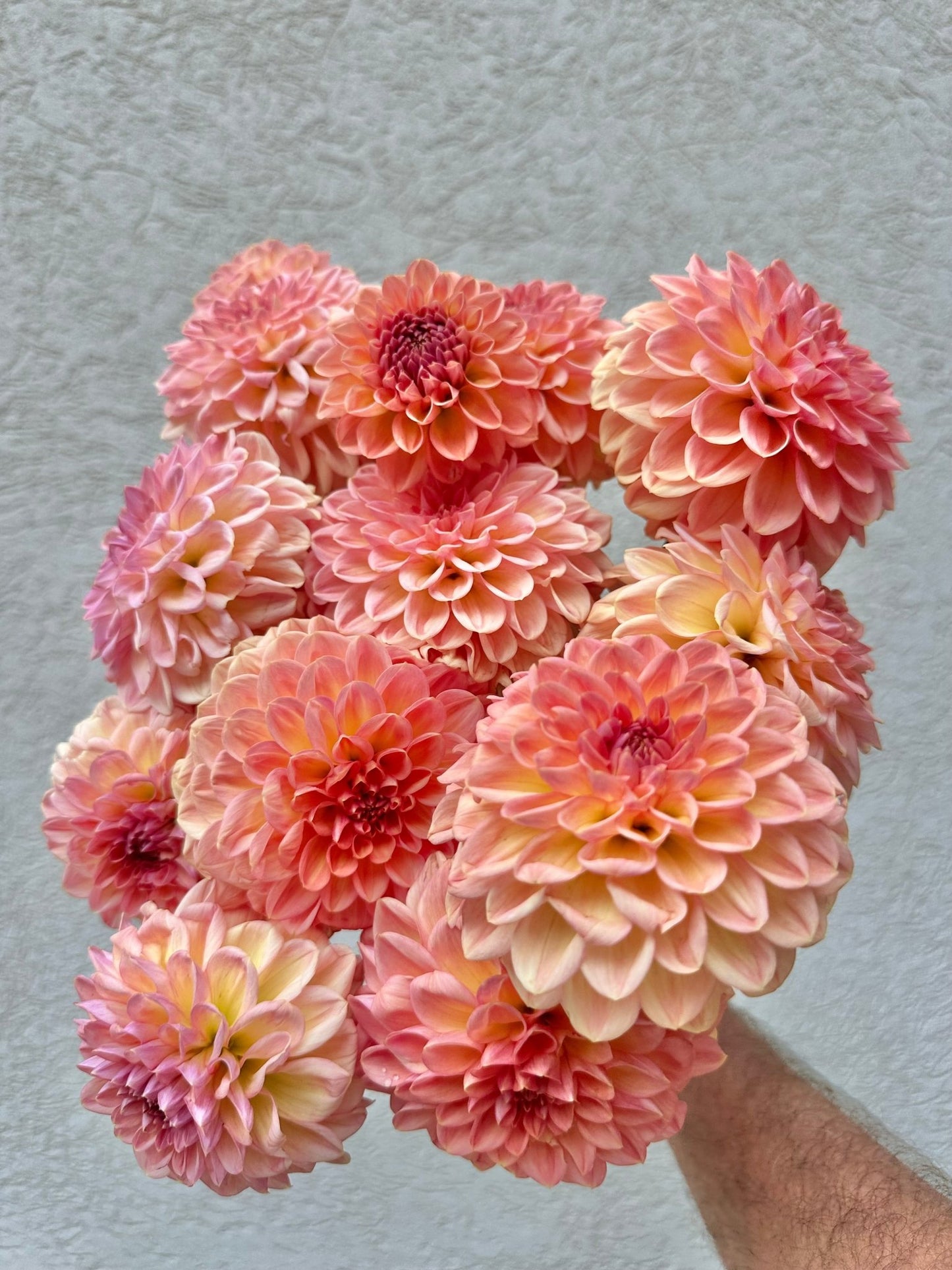 Lark's Ebbe dahlia tuber - Pedaling Petals