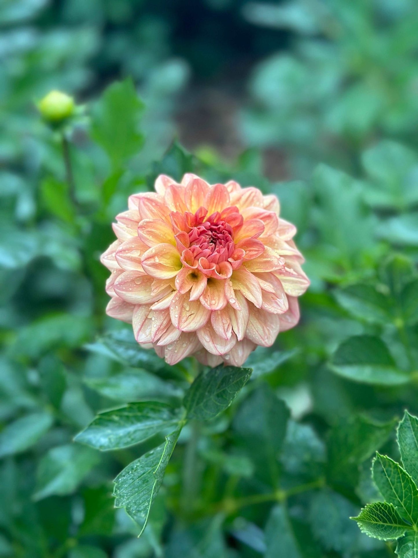 Lark's Ebbe dahlia tuber - Pedaling Petals