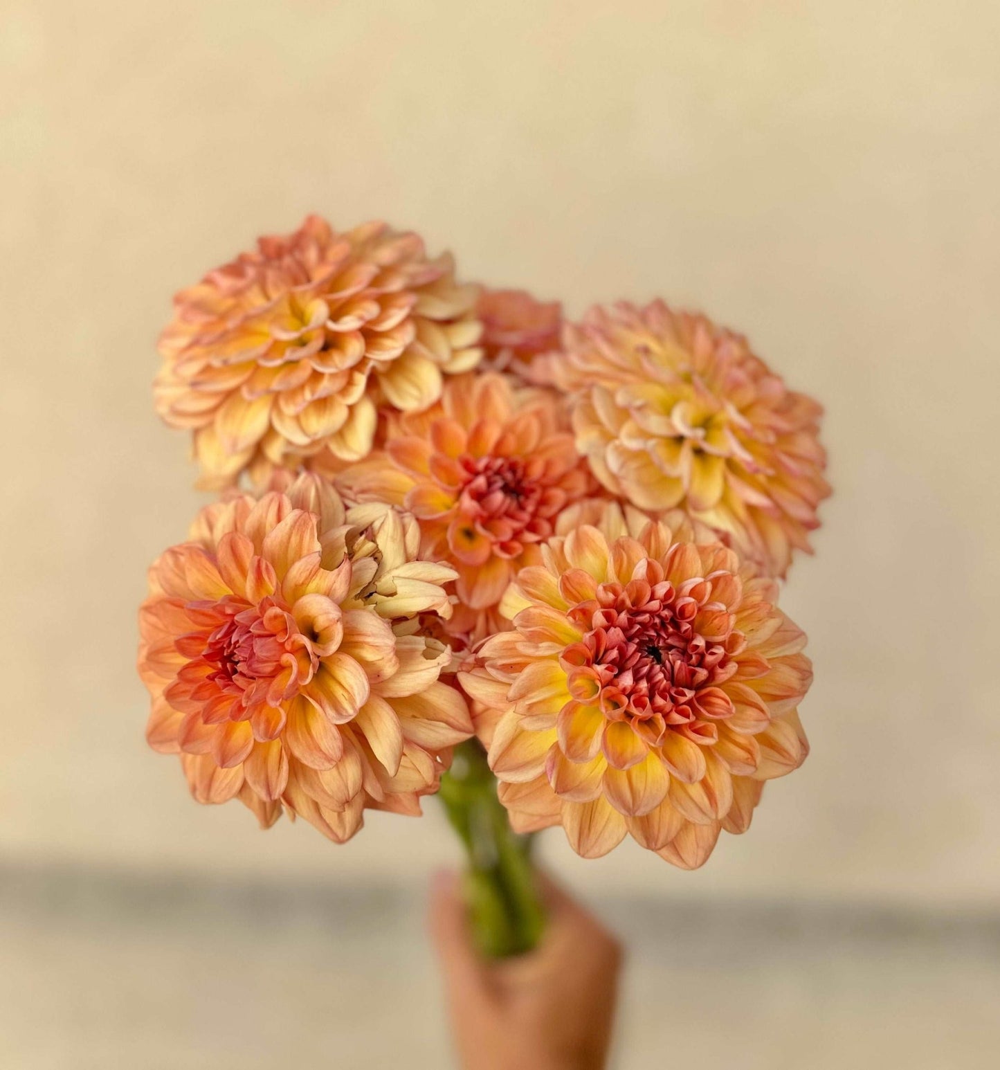 Lark's Ebbe dahlia tuber - Pedaling Petals