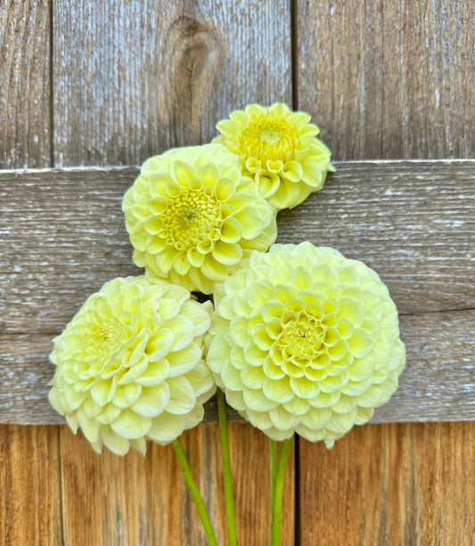 Lee's Butterpat dahlia - Pedaling Petals