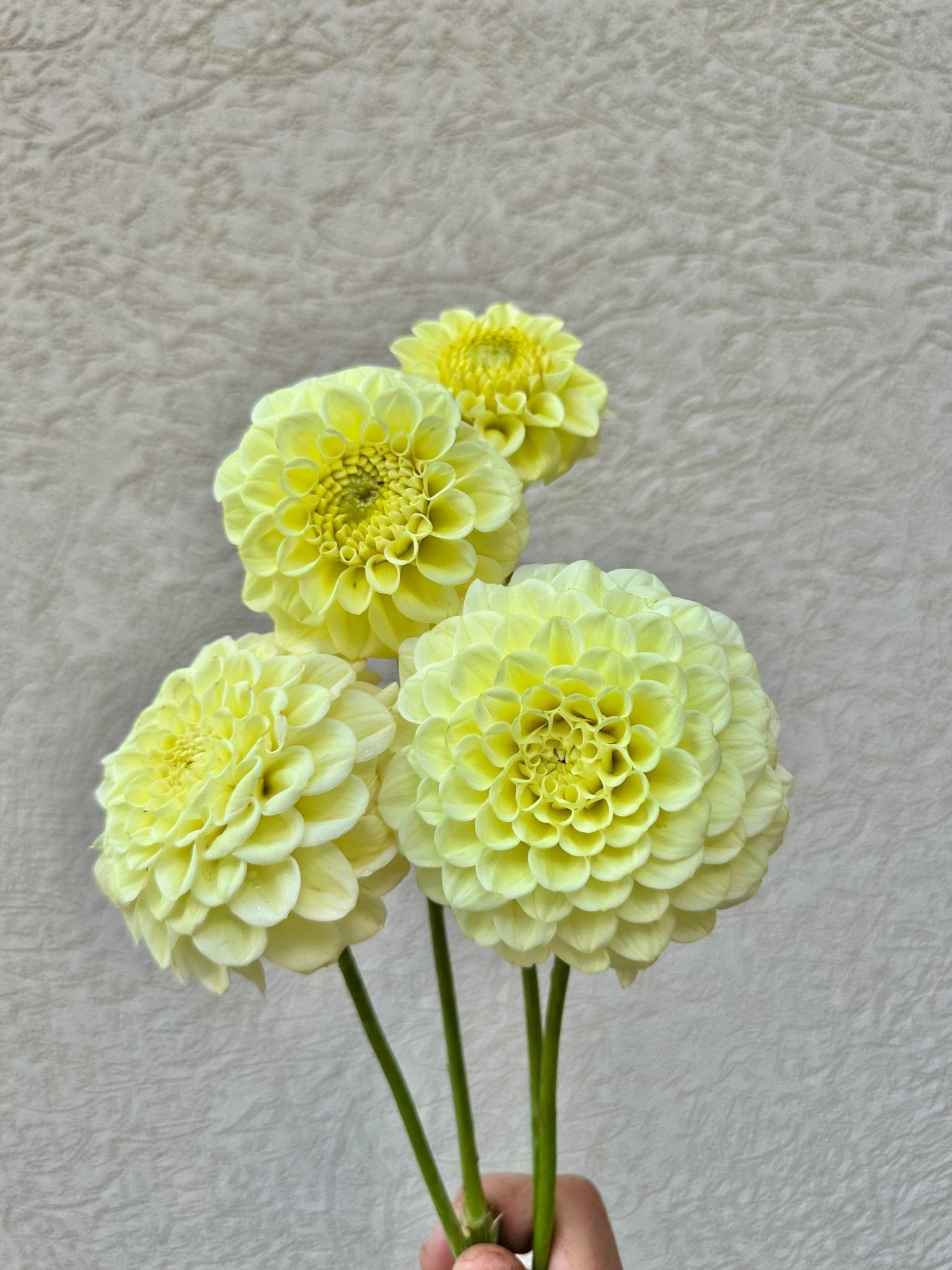 Lee's Butterpat dahlia - Pedaling Petals